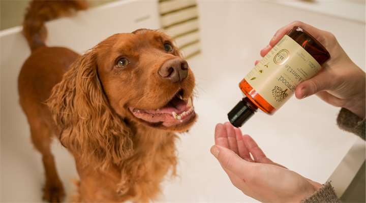 Shampoos & Treatments